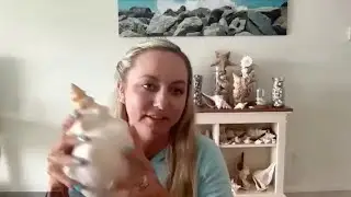 Shelling in the mangrove forest with Sarah Rosenbaum Q and A