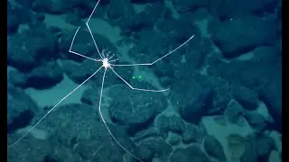 Swimming Isopod | Nautilus Live