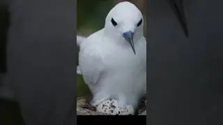 #whitetern #birds #nature #shorts #youtubeshorts #trending #viralvideo #shortsfeed