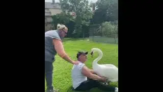 Верность лебедя....