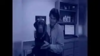 Health Benifits to Owning a Pet