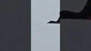 #фурри