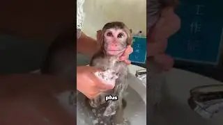 This baby monkey goes from laughing to crying during his bath!