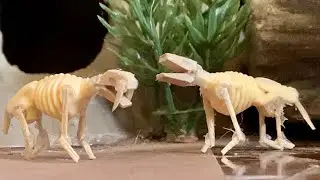 Mini Sabertooth and Wolf Skeletons