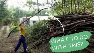 #67 Clearing a huge Mimosa patch (and building stuff with them)