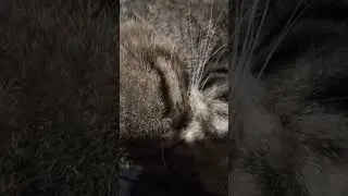 Всем доброй ночи и спокойного сна!