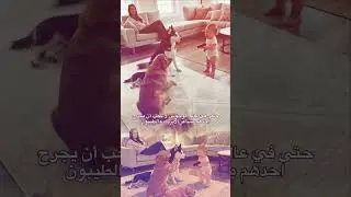 Pro Acting | Urban Paw: Dogs Hilariously Playing Dead to Make a Toddler Laugh! 🐕🔫😂