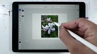 How to Use Reference Images in Adobe Fresco