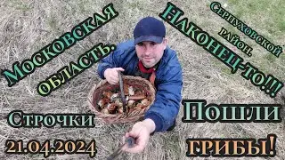 В Московской области пошли грибы. Серпуховской район, найдены строчки 21.04.2024