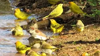 canário da terra saindo e chegando na água