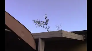 Tomatoes growing on the ROOF!!