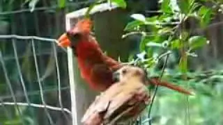 Male Cardinal & Fledgling