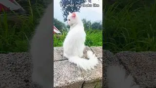 What my cat think 🤔/vs reality 😂😂