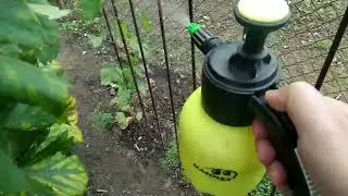 Обратите внимание болеть виноград может и в октябре.