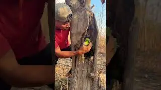 Baby parrot sounds Part  01 #shorts #shortvideo #parrot #wildlife #birds