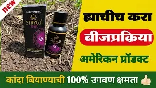 Strygo Treat बीजप्रक्रियेसाठी एक नंबर प्रॉडक्ट | कांदा बियाणे बीज प्रक्रिया | seed treatment