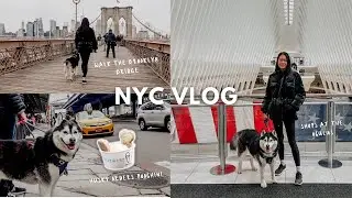 NYC Vlog | Husky orders Shake Shack Poochini, Walks at Brooklyn Bridge, DUMBO, Seaport, Oculus