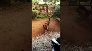 മീനെ വാങ്ങുന്ന website ❤️😍 #guppy #viral #trending