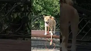 Shorty the 16 weeks old female Shiba Inu puppy