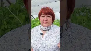 Чем огурцы подкормить