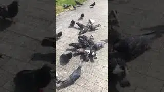 Голуби в Тобольске