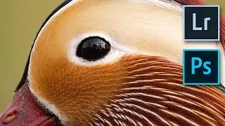 The Best way to Sharpen your Wildlife Shots (step by step)