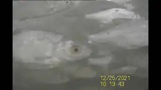 Большая стая неманской разной рыбы.