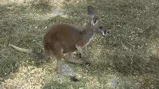 Red Kangaroo on Exhibit