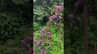 #instagram  #лето #природа #отдых #summer #botanicalgarden #roses #kaliningrad #love #zen #kaizen