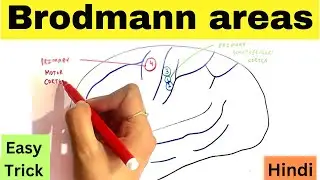 Brodmann areas of cerebral cortex | Easy trick in hindi | Functional areas of brain