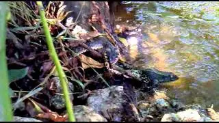 Snake eats frog.