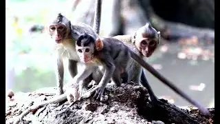 Newborn baby New cute baby Angkor daily​​​ 1639