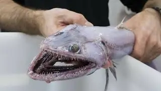 Most mysterious and strange creatures revealed