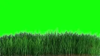 GREEN SCREEN  FEILD GRASS