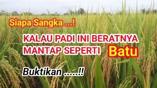 " PADI CIBATU - 06" || TONASE UNGGUL DI LAPANGAN. #Cibatu_06 #Cibatu # Padiunggul # GalurUnggul