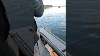 ANGRY SALMON!!!