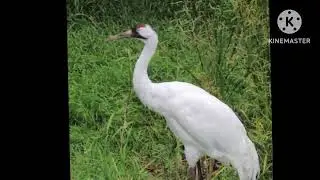 Whooping cranes in a nutshell