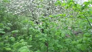 Обрезка яблони правильная