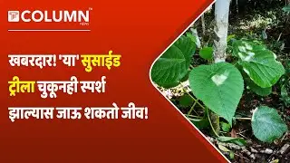 Cerbera Odollam | जिम्पई जिम्पई हे आहे जगातील सर्वात विषारी झाड, कोब्रापेक्षाही भयानक ! Suicide Tree