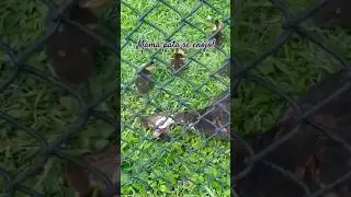 Mamá pata se enojó y le dió una tunda al bebé!