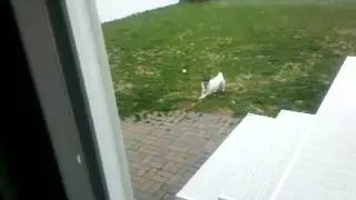 Australian sheppard can't escape 2 jack russells.