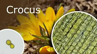 Crocus Under a Microscope: Petal, Stamen, Pollen and Pistil