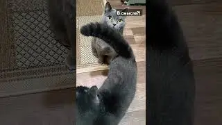Кот Оскар и кот Шерингтон VS Зеркало 🤣🤣🤣#cat #кот #котка #оскар