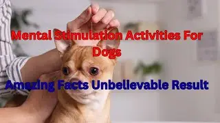 Tips for Ensuring Dog Safety during Mental Stimulation Activities ! Safety of Dogs ! Dogs Training