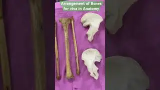 How the bones arranged for Viva : Anatomy Exam