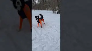 🦮 🏂 супер пес Макс)