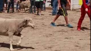 girl riding sheep in kid rodeo