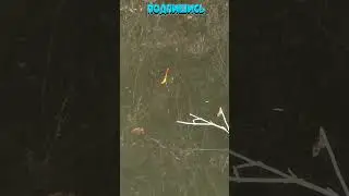 Рыбалка на Поплавок 23🐟 Рыбак Подпишется!😍