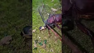 Bombardier beetle vs. longhorn beetle
