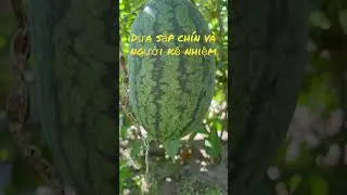 Trồng dưa hấu chuẩn oganic - Dưa sắp chín kiếm người kế nhiệm 